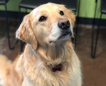 dog boarding stone mountain ga|dog grooming near 30087.